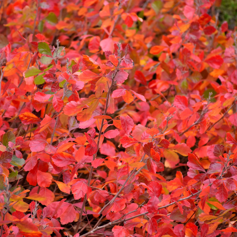 Gro-Low Fragrant Sumac