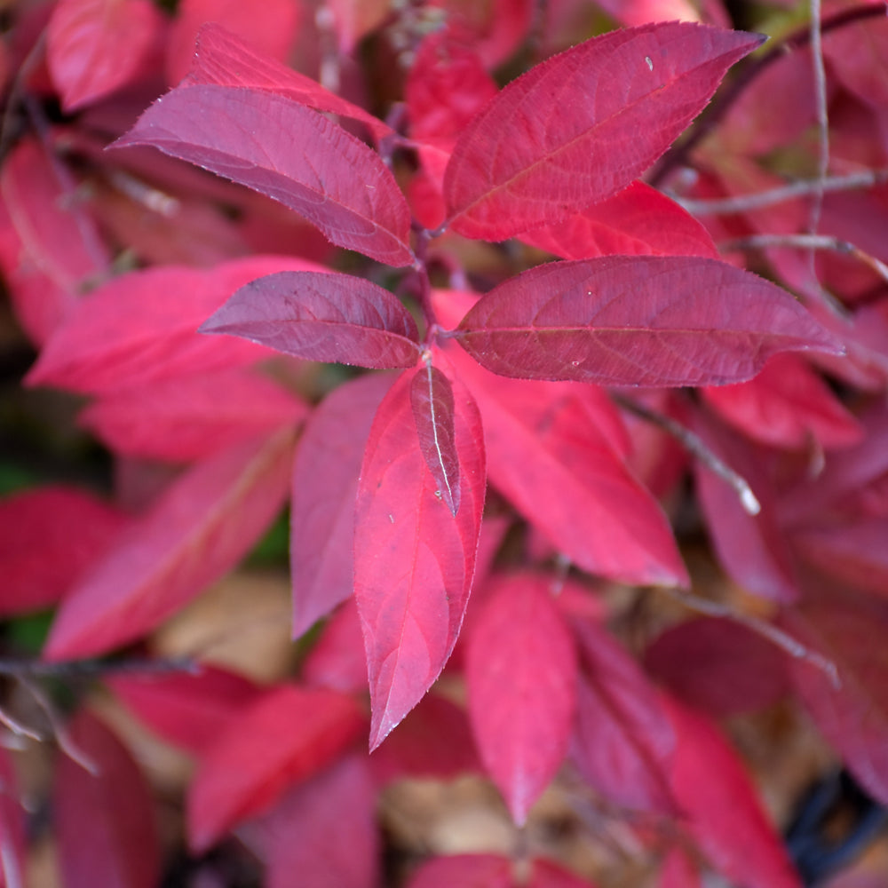 Henry's Garnet Virginia Sweetspire