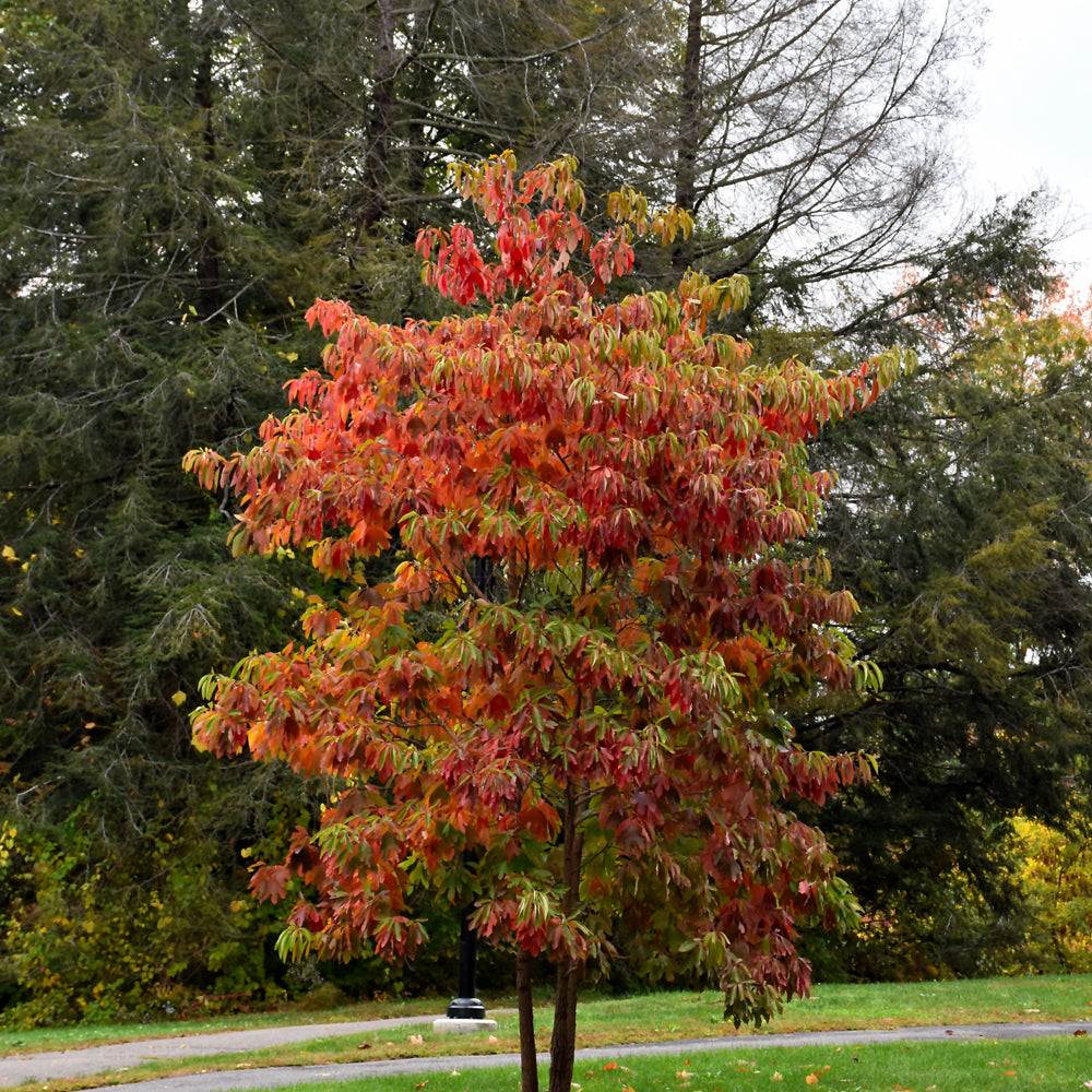 Sassafras albidum