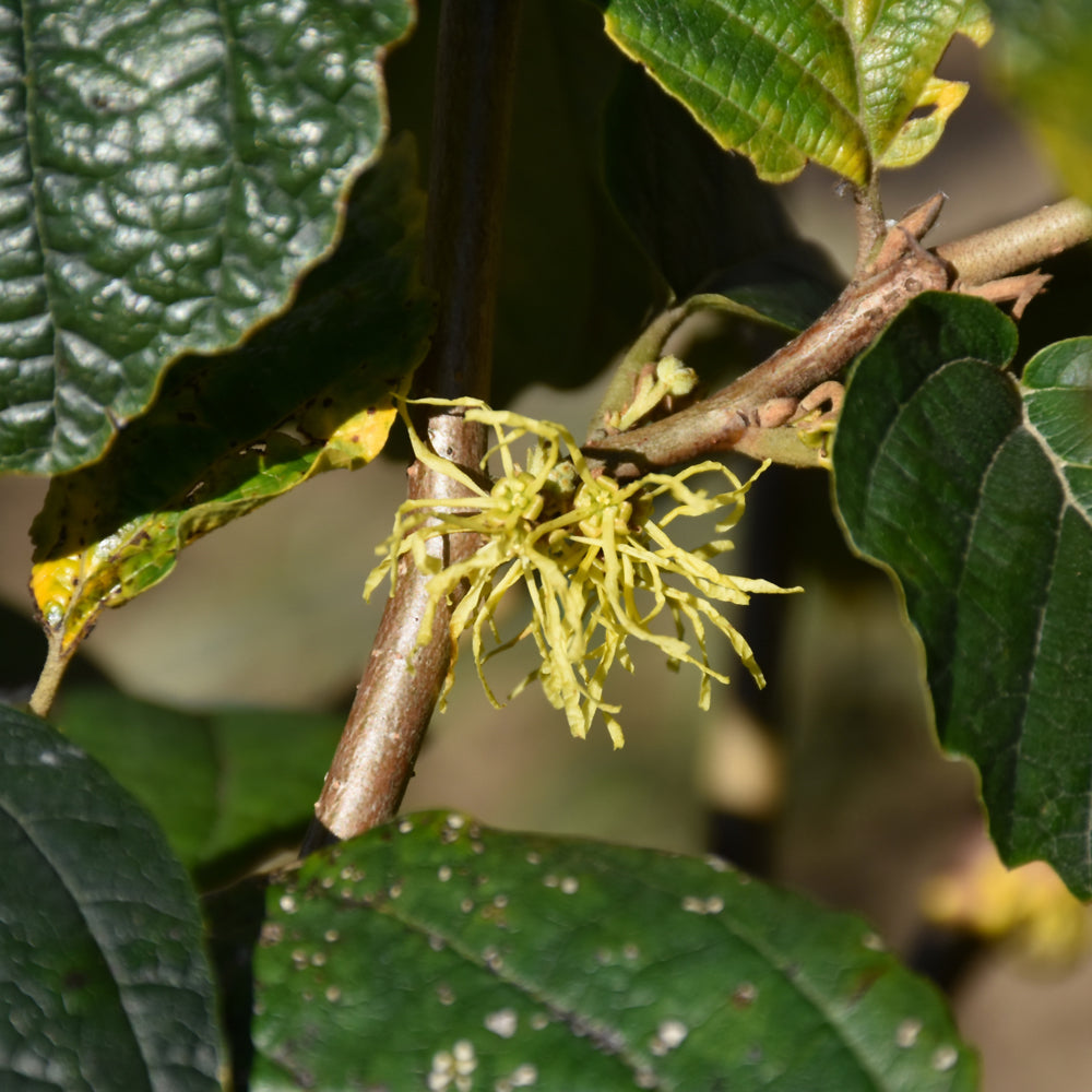 Hamamelis virginiana 'Harvest Moon'