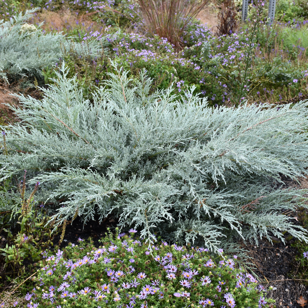 Juniperus virginiana 'Grey Owl'