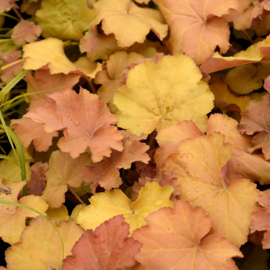 Heuchera 'Caramel'