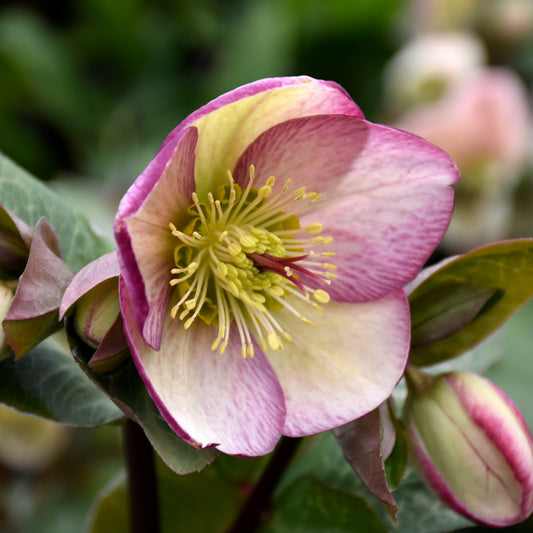 Helleborus 'Glenda's Gloss'