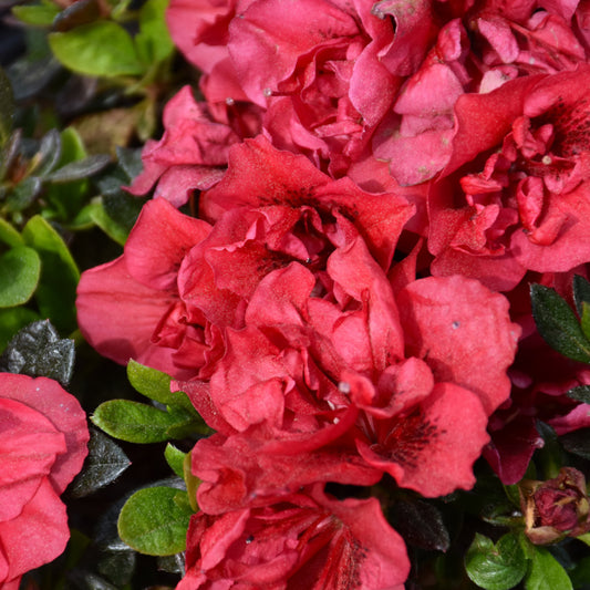 Rhododendron 'Roblez'