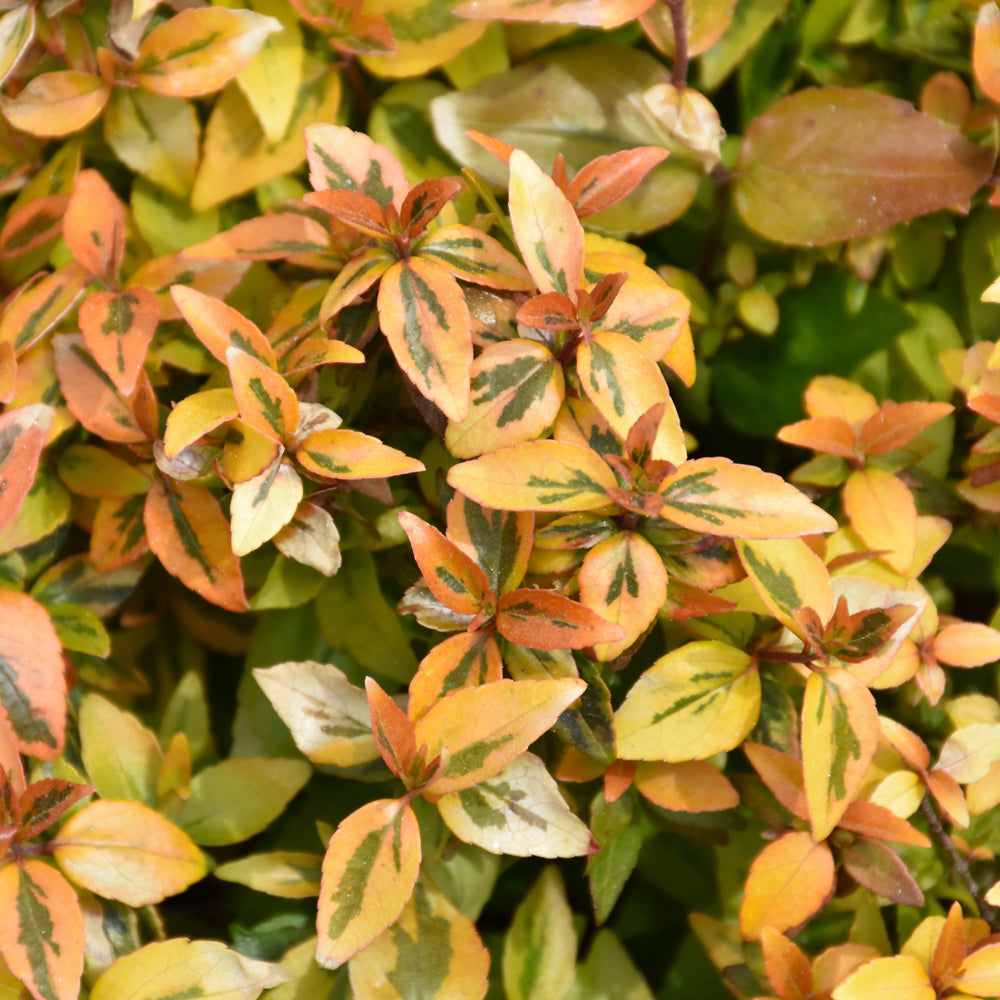 Kaleidoscope® Abelia