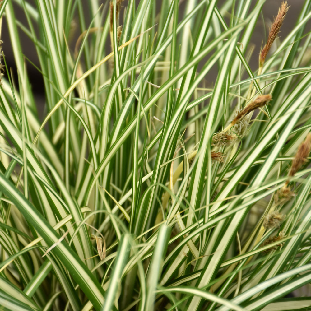 Evergold Variegated Japanese Sedge