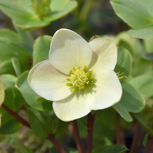 Helleborus x ericsmithii 'COSEH 730'