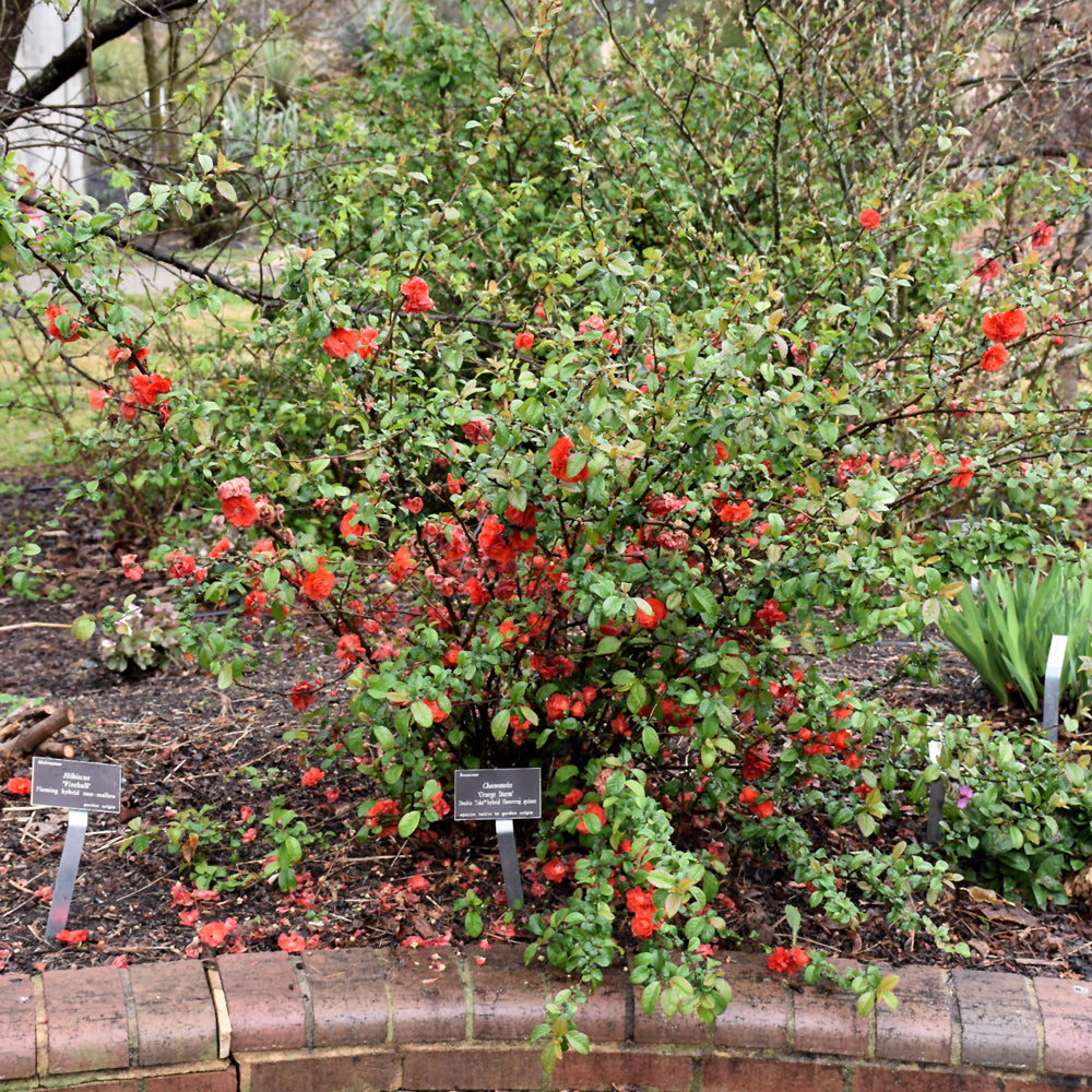 Double Take® Orange Flowering Quince