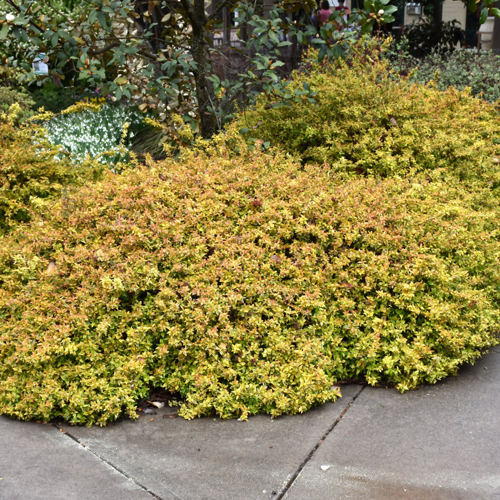 Kaleidoscope® Abelia