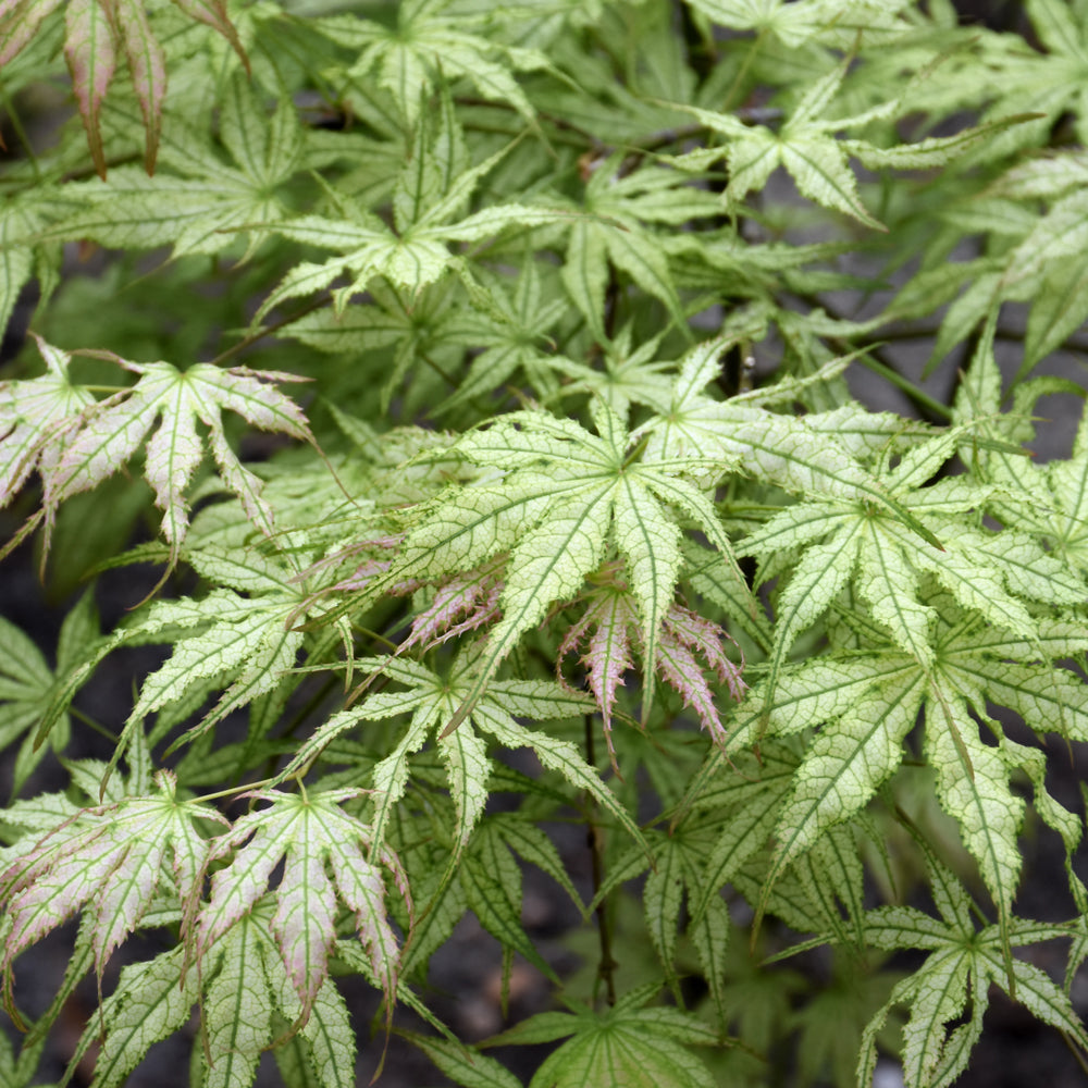 Acer palmatum 'Peaches And Cream'