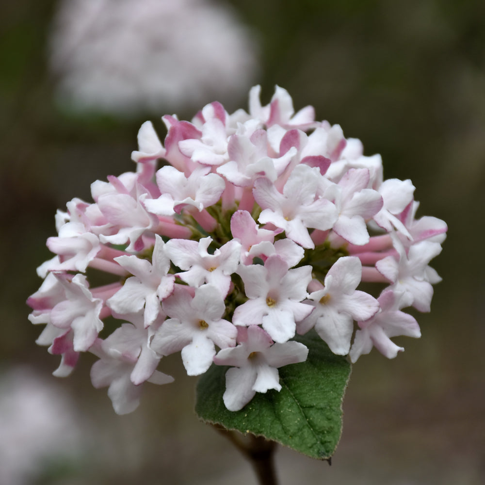 Viburnum carlesii 'SMVCB'