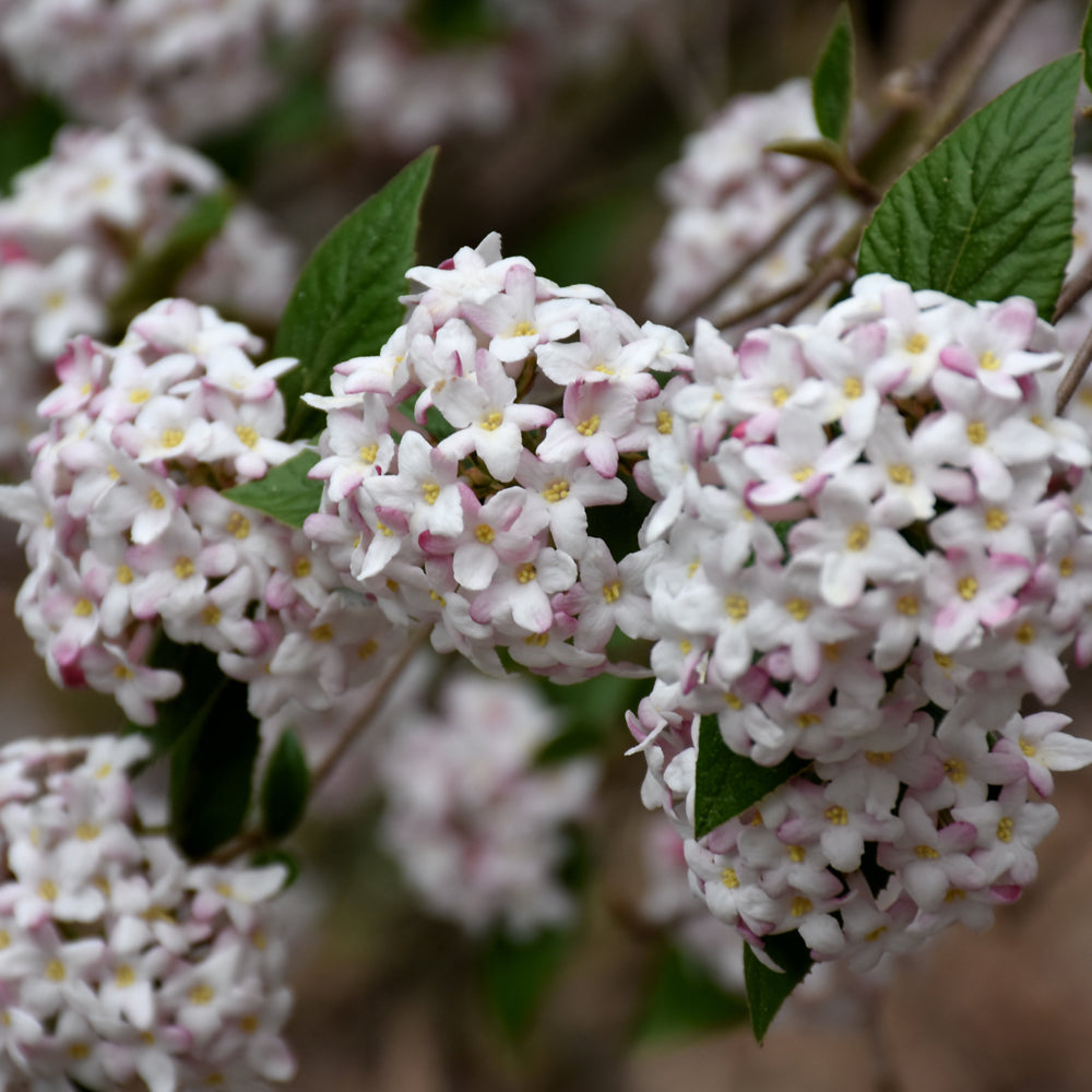 Spice Baby™ Koreanspice Viburnum