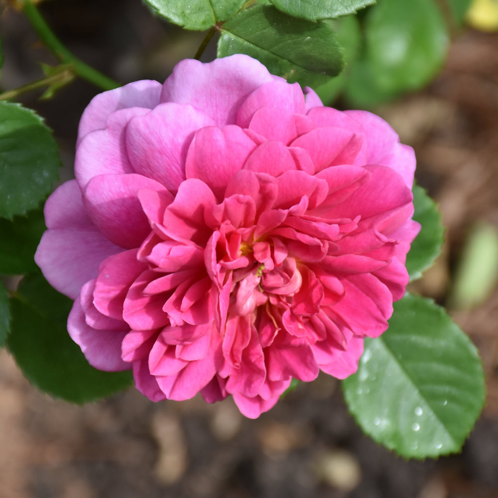 Rosa 'Zephirine Drouhin'