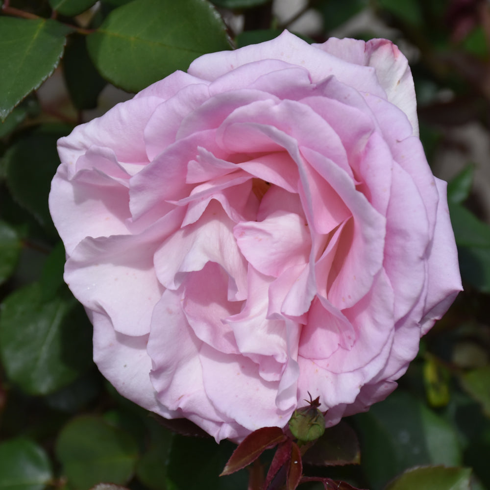 Plum Perfect™ Sunbelt® Rose