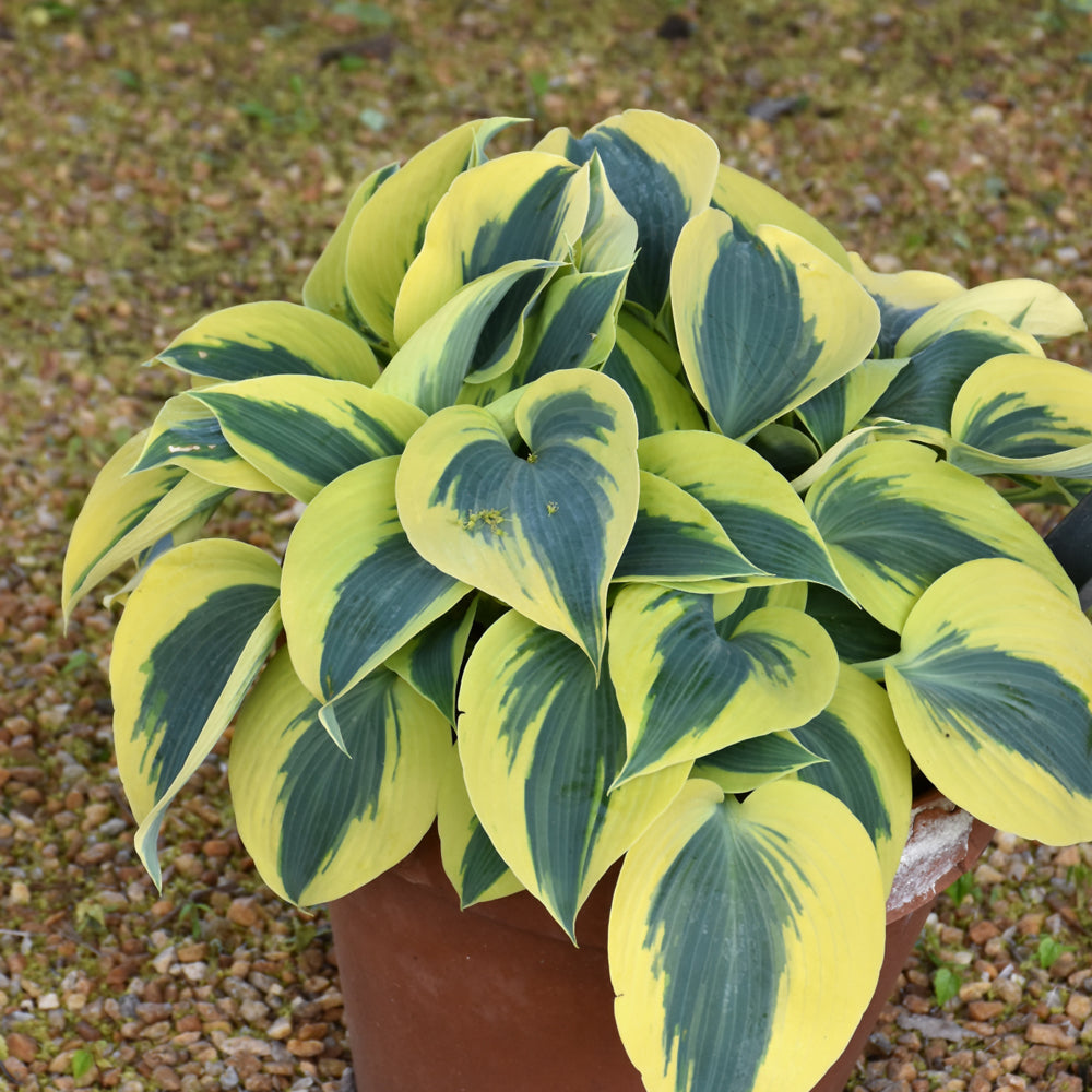 Shadowland® Autumn Frost Hosta