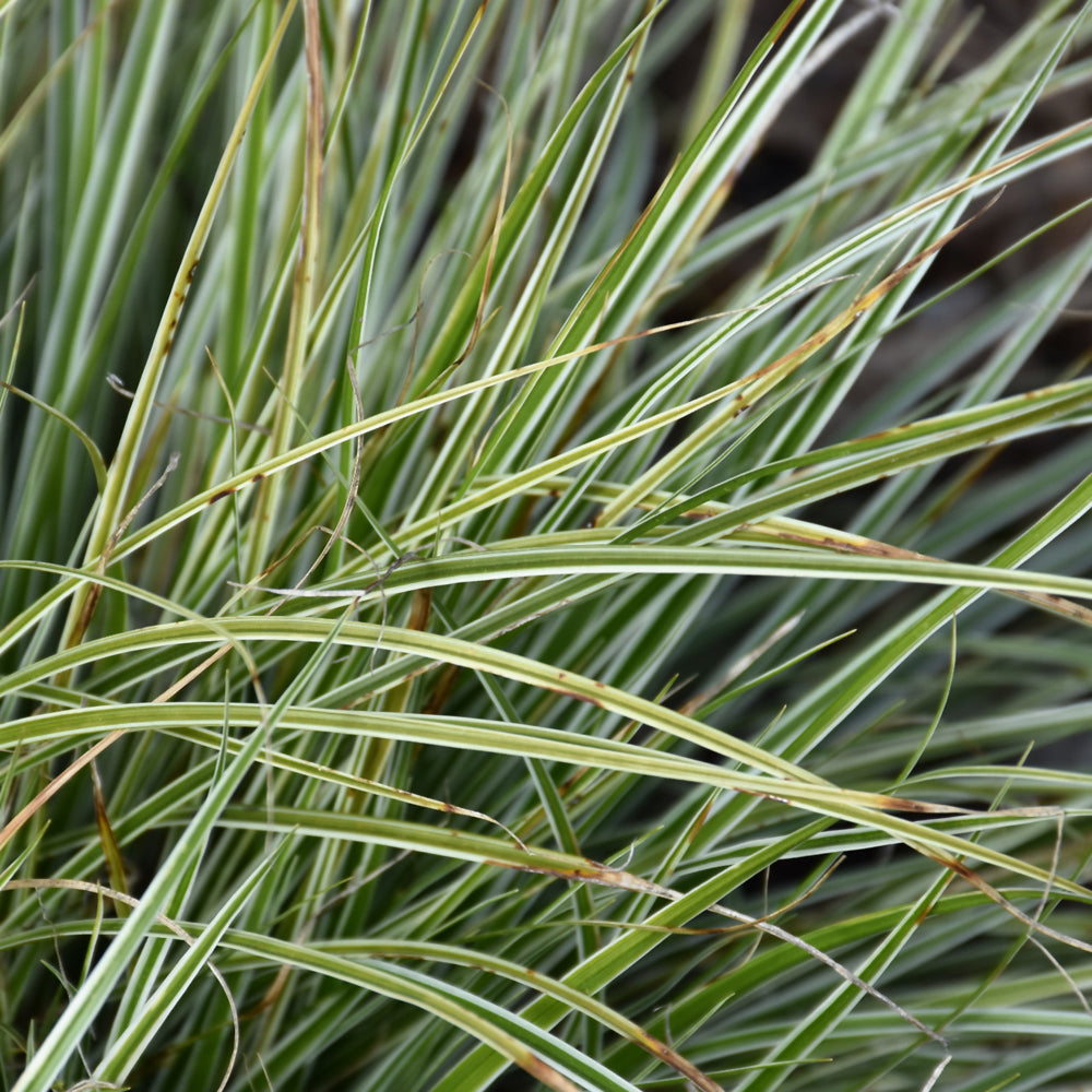 EverColor® Everest Japanese Sedge