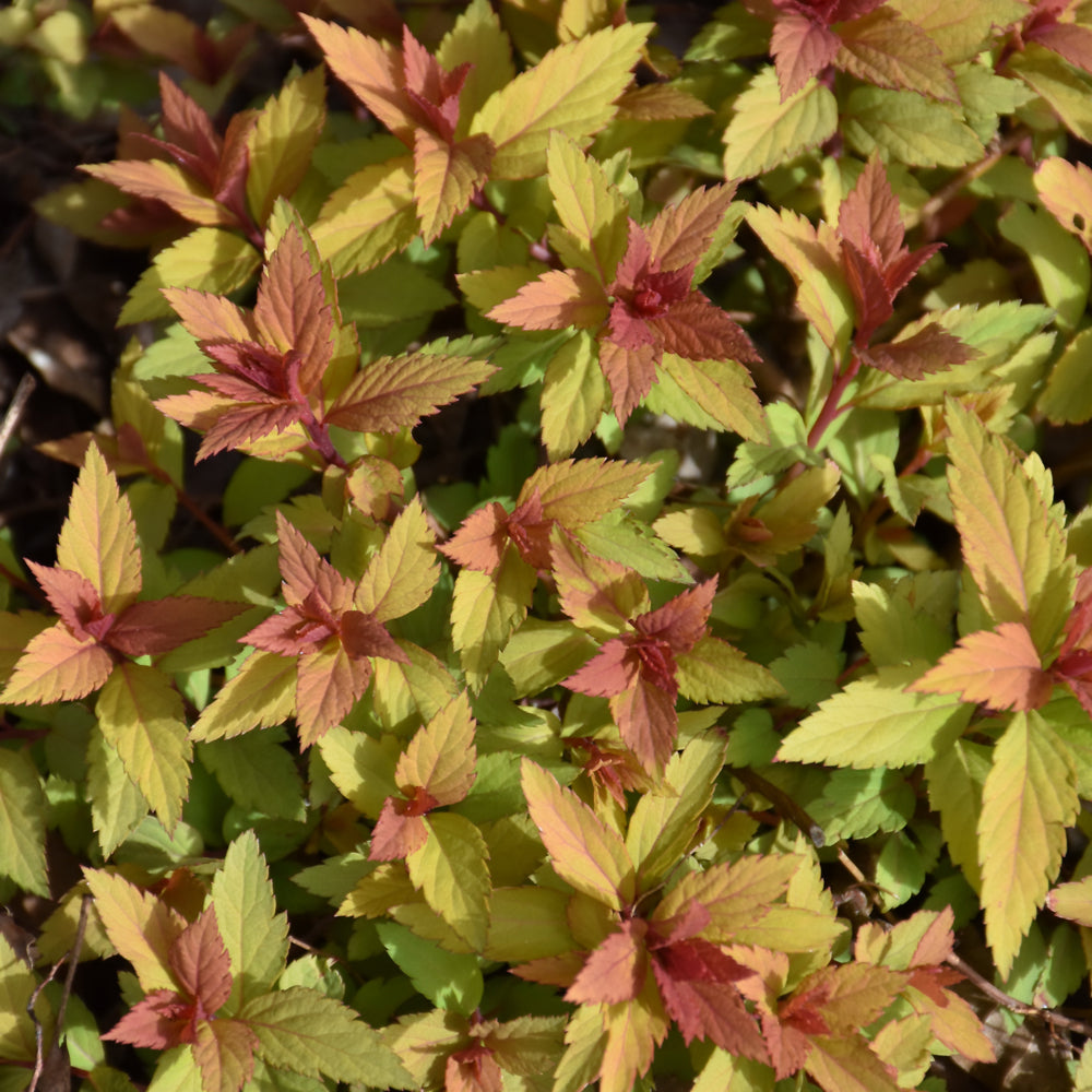 Poprocks™ Rainbow Fizz™ Spirea