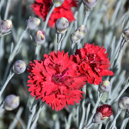 Dianthus 'Maraschino'