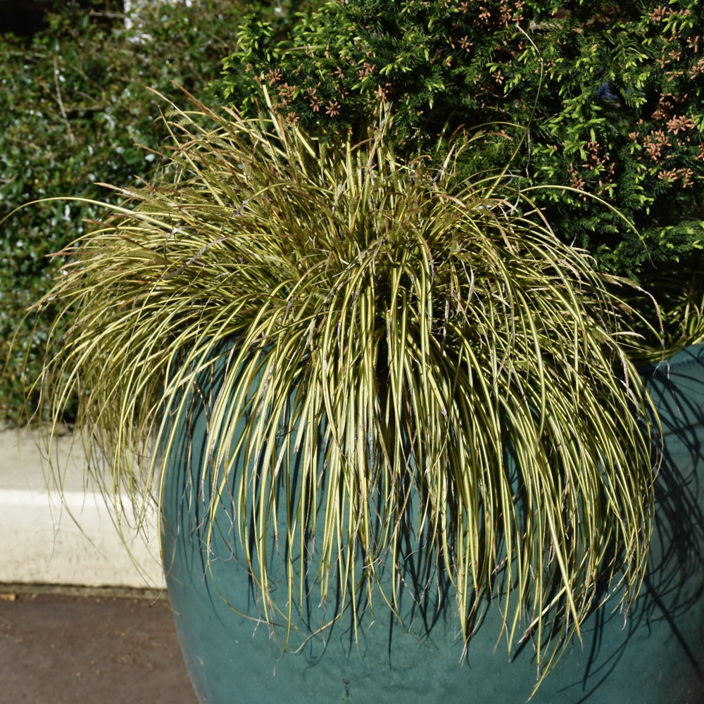 Carex oshimensis 'Eversheen'