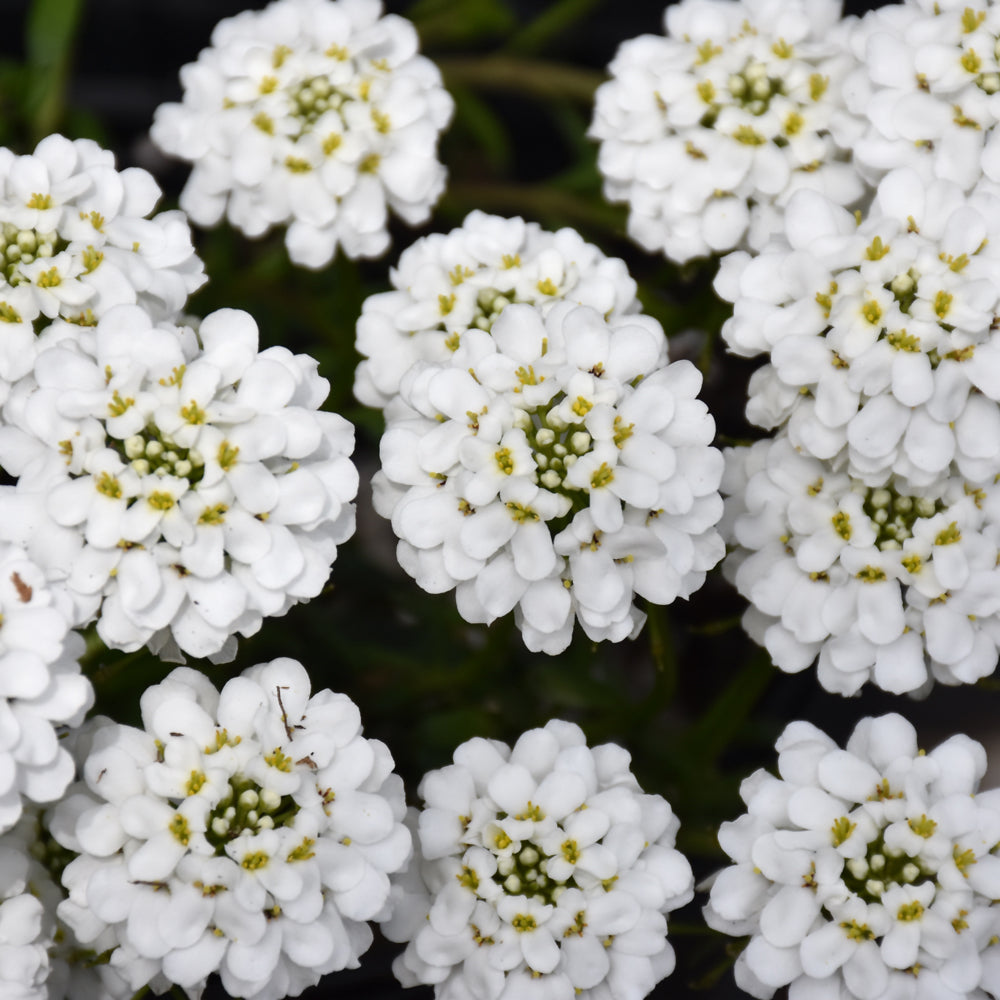 Iberis sempervirens 'Forte'