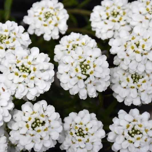 Iberis sempervirens 'Forte'