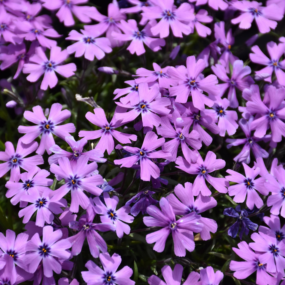 Phlox subulata 'Purple Beauty'