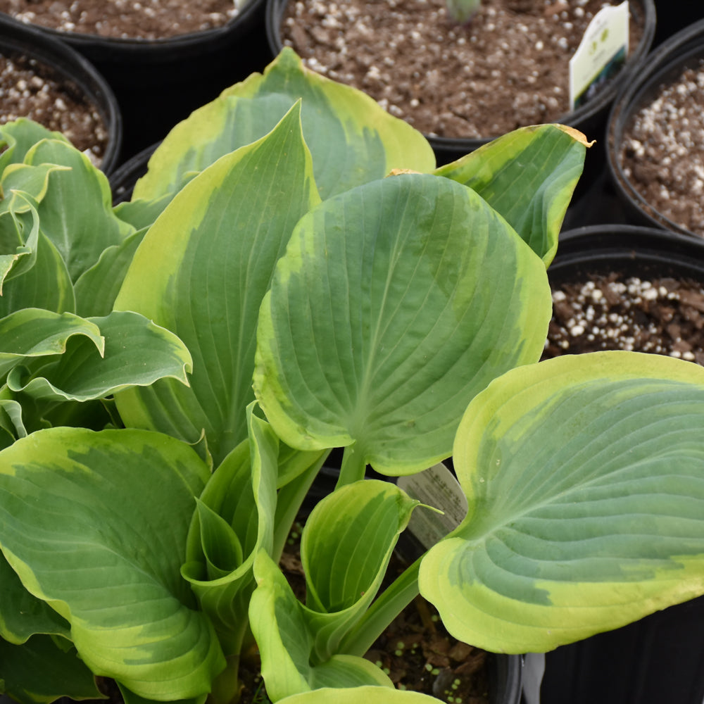 Shadowland® Seducer Hosta