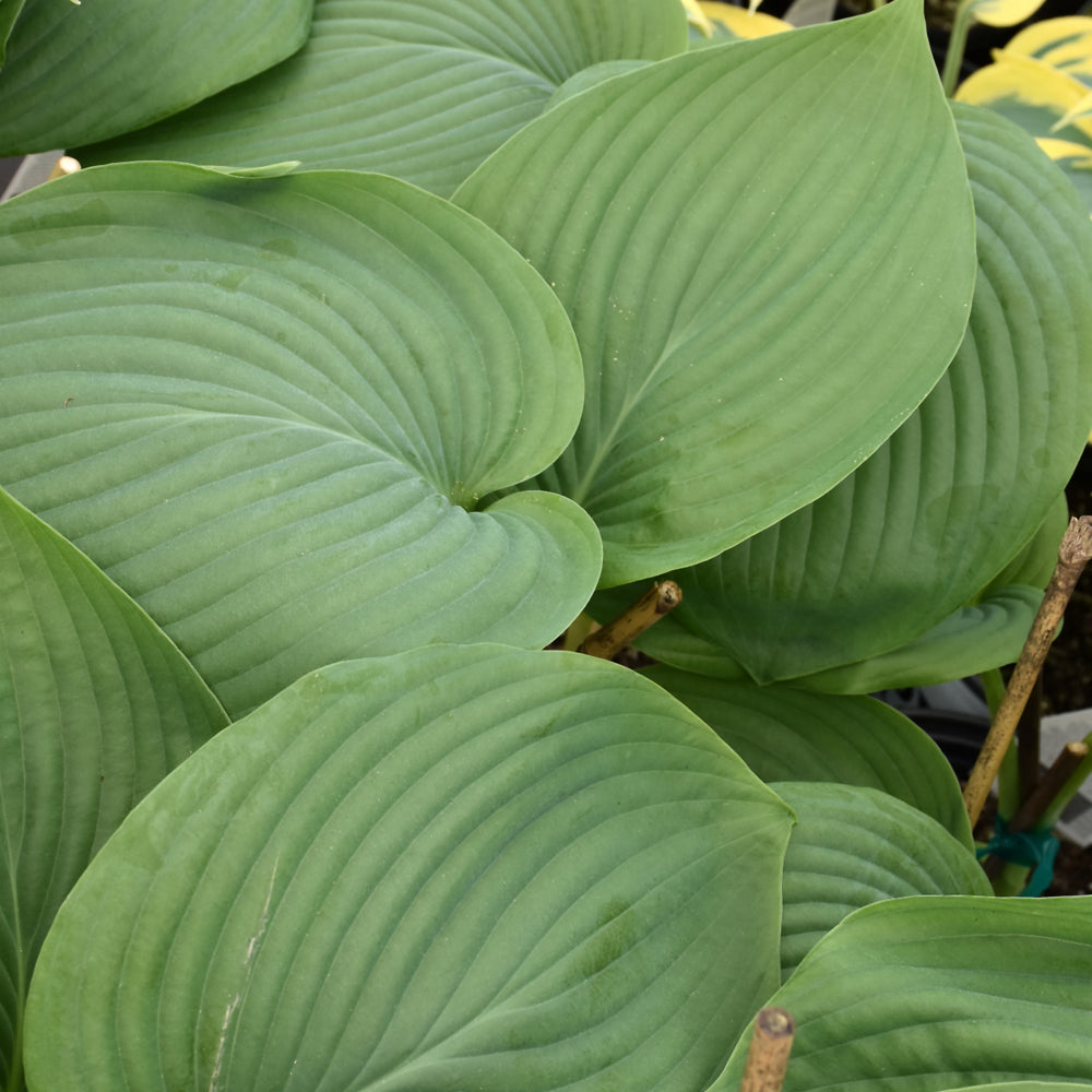 Shadowland® Empress Wu Hosta