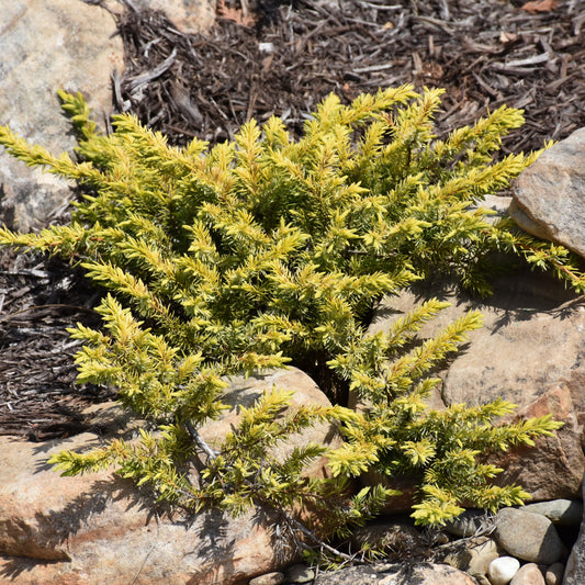 Juniperus horizontalis 'Golden Carpet'