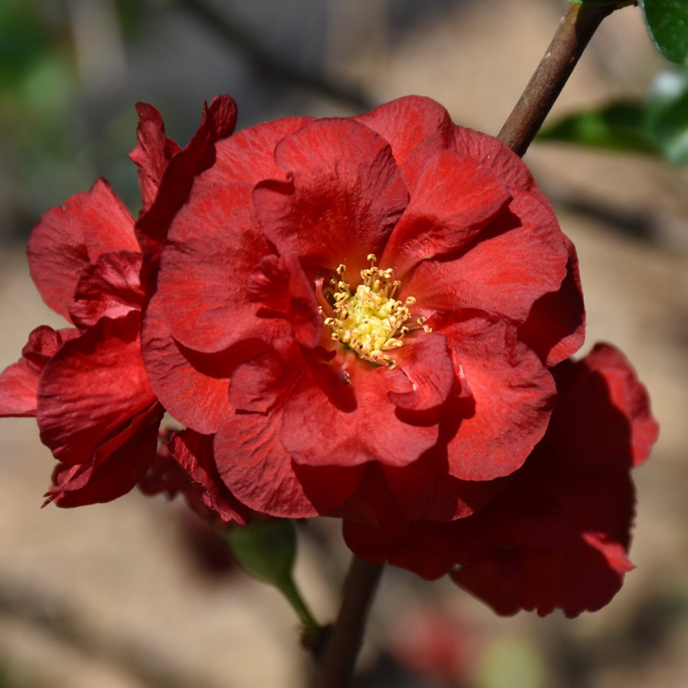 Chaenomeles speciosa 'Scarlet Storm'