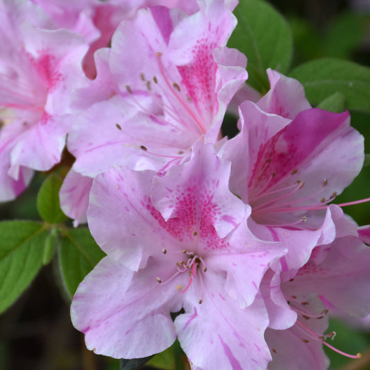 Rhododendron 'Conlep'