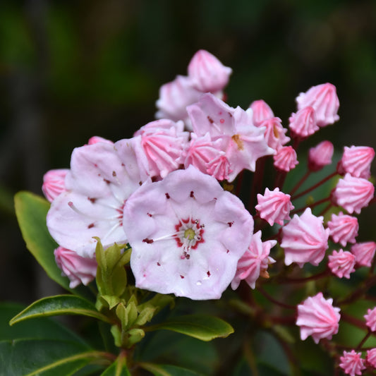 Kalmia latifolia 'Tinkerbell'