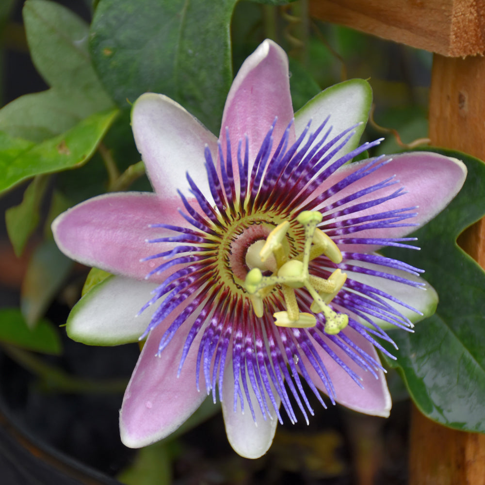 Passiflora incarnata