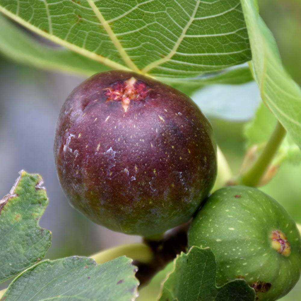 Ficus carica 'Brown Turkey'