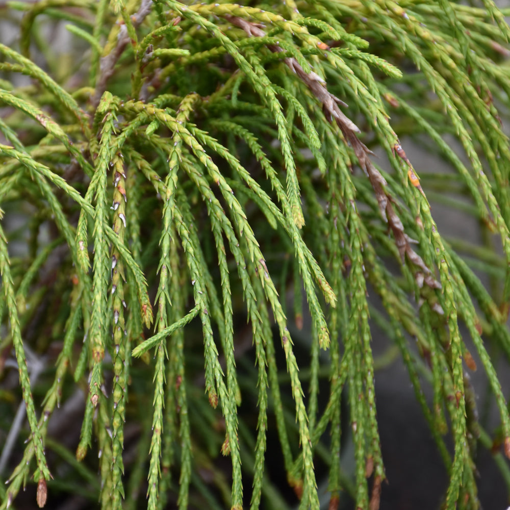 Whipcord Arborvitae