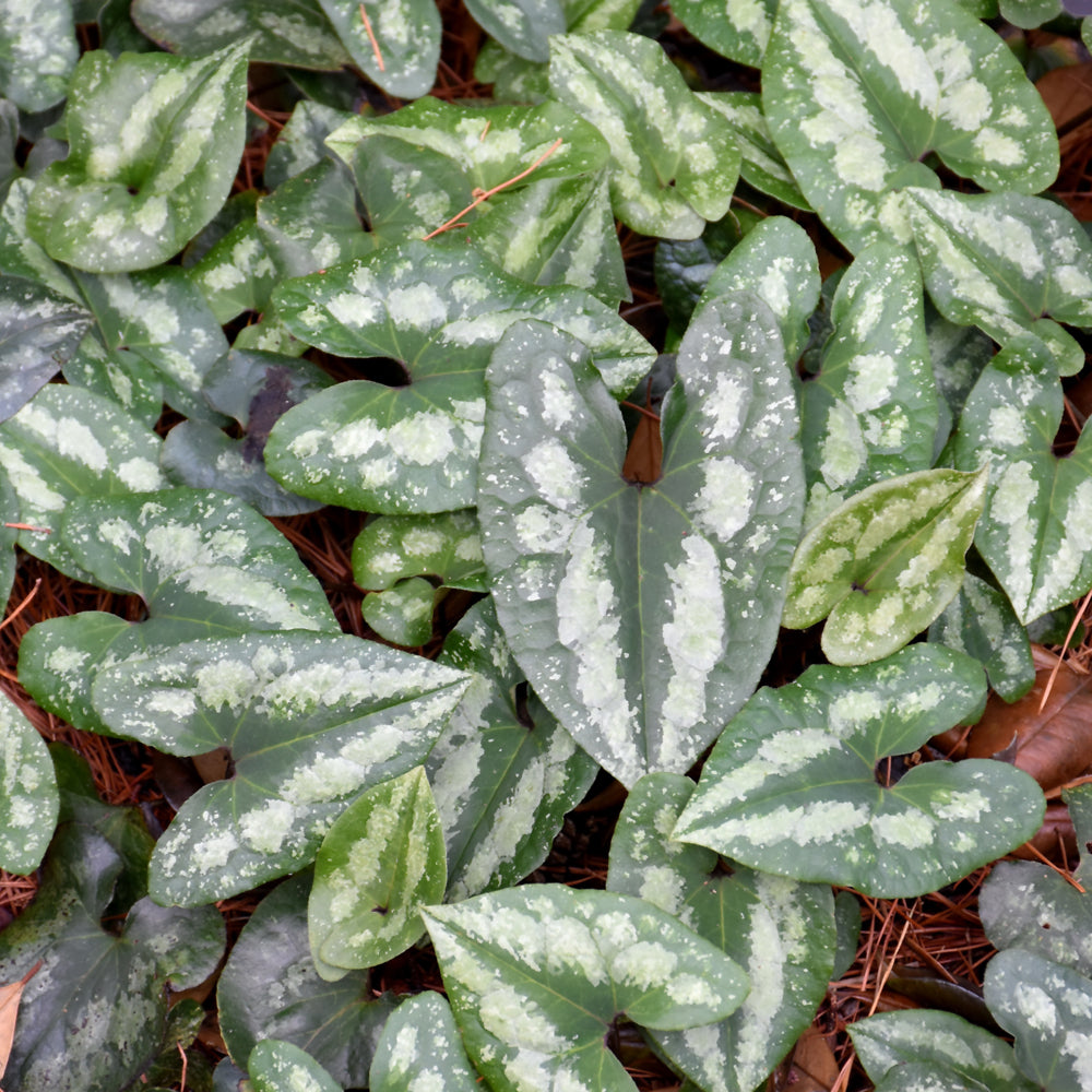 Asarum splendens