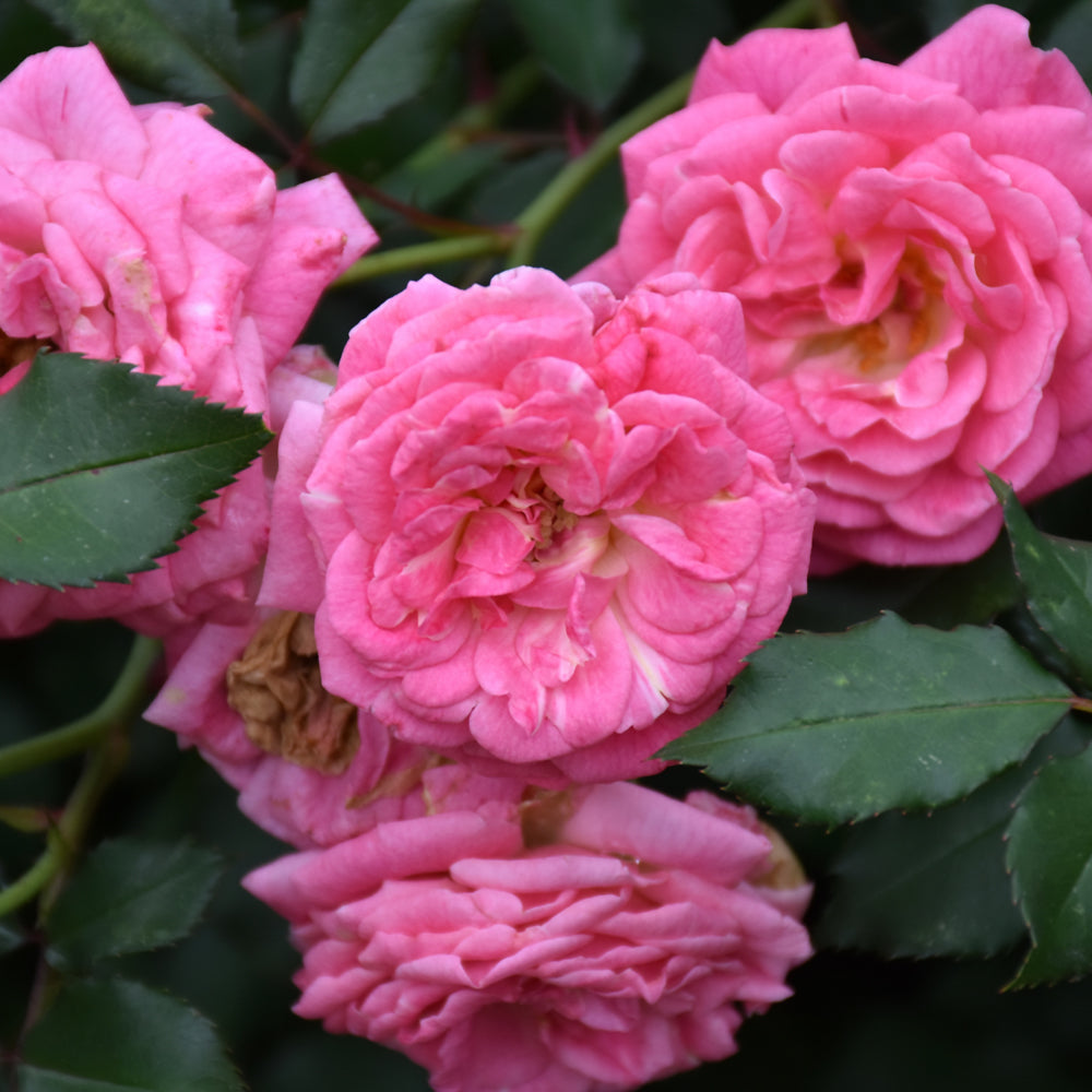 Weston Roses Sweet Drift® Rose – Weston Nurseries