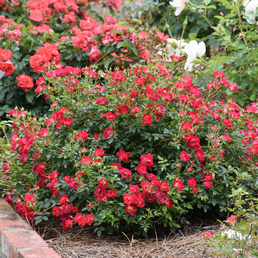 Red Drift® Rose