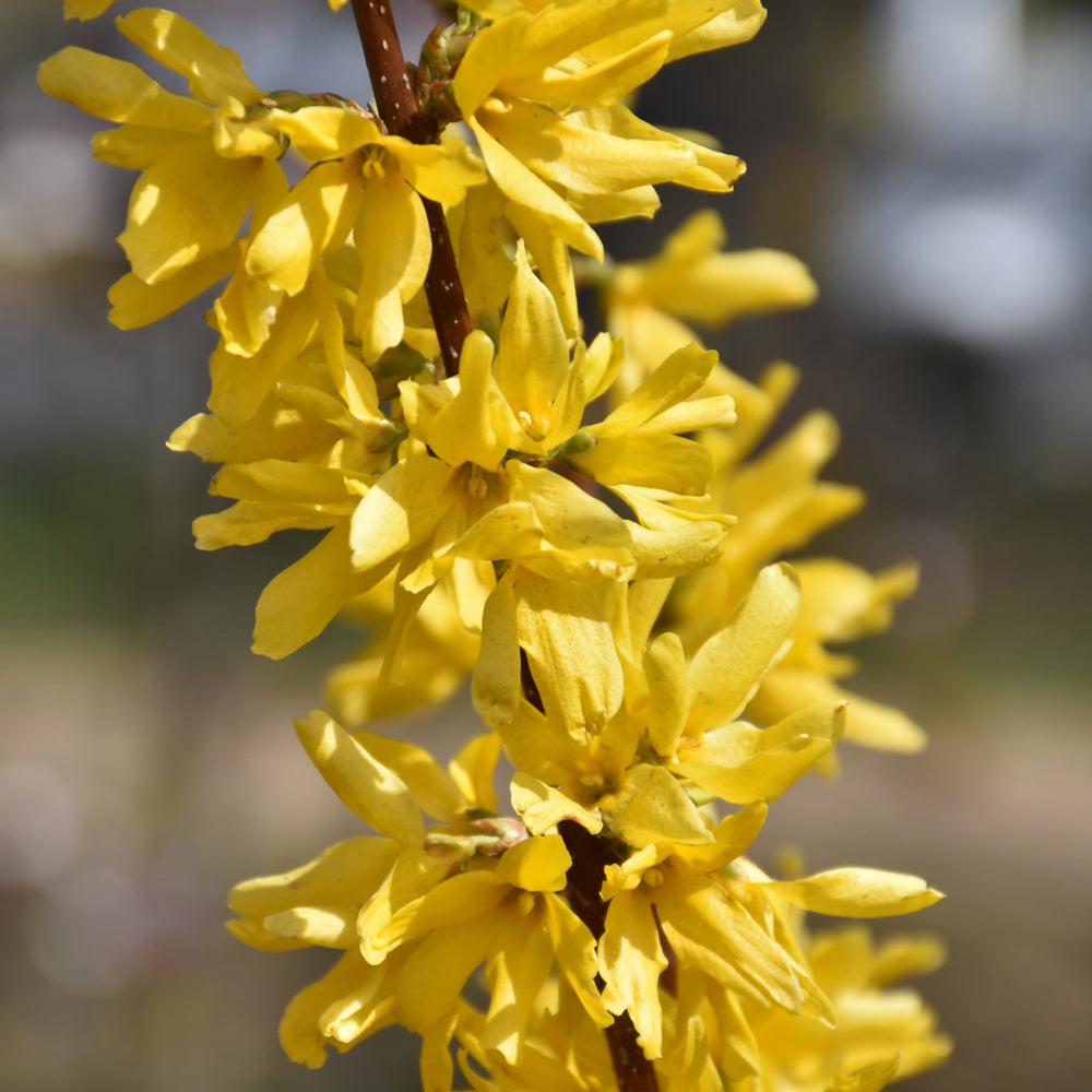 Lynwood Gold Forsythia