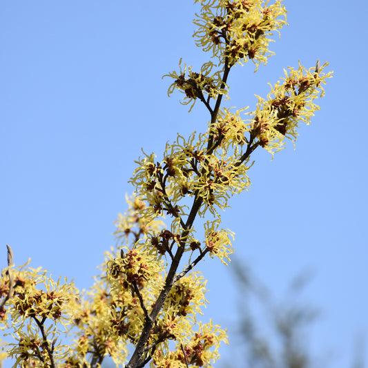 Hamamelis x intermedia 'Arnold Promise'