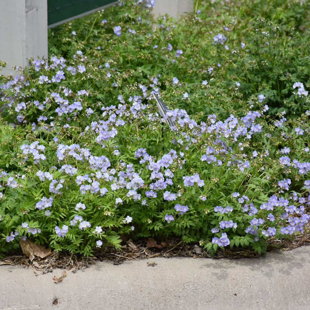 Creeping Jacob's Ladder