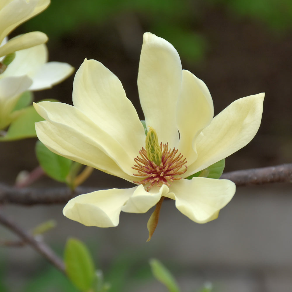 Magnolia 'Butterflies'