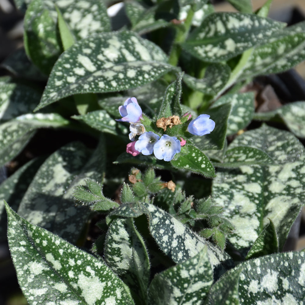 Pulmonaria 'Twinkle Toes'