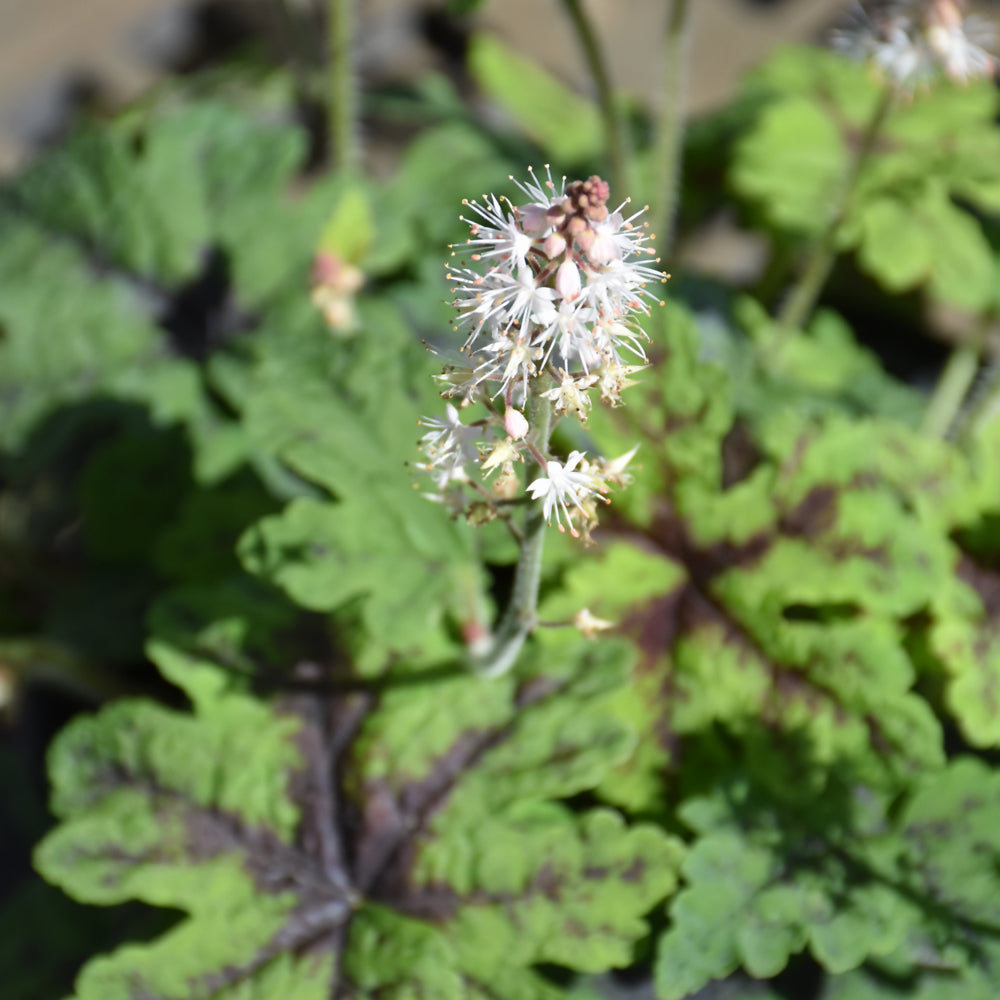 Fingerpaint Foamflower