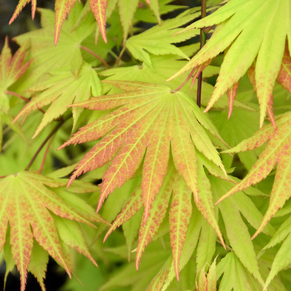 Acer shirasawanum 'Autumn Moon'