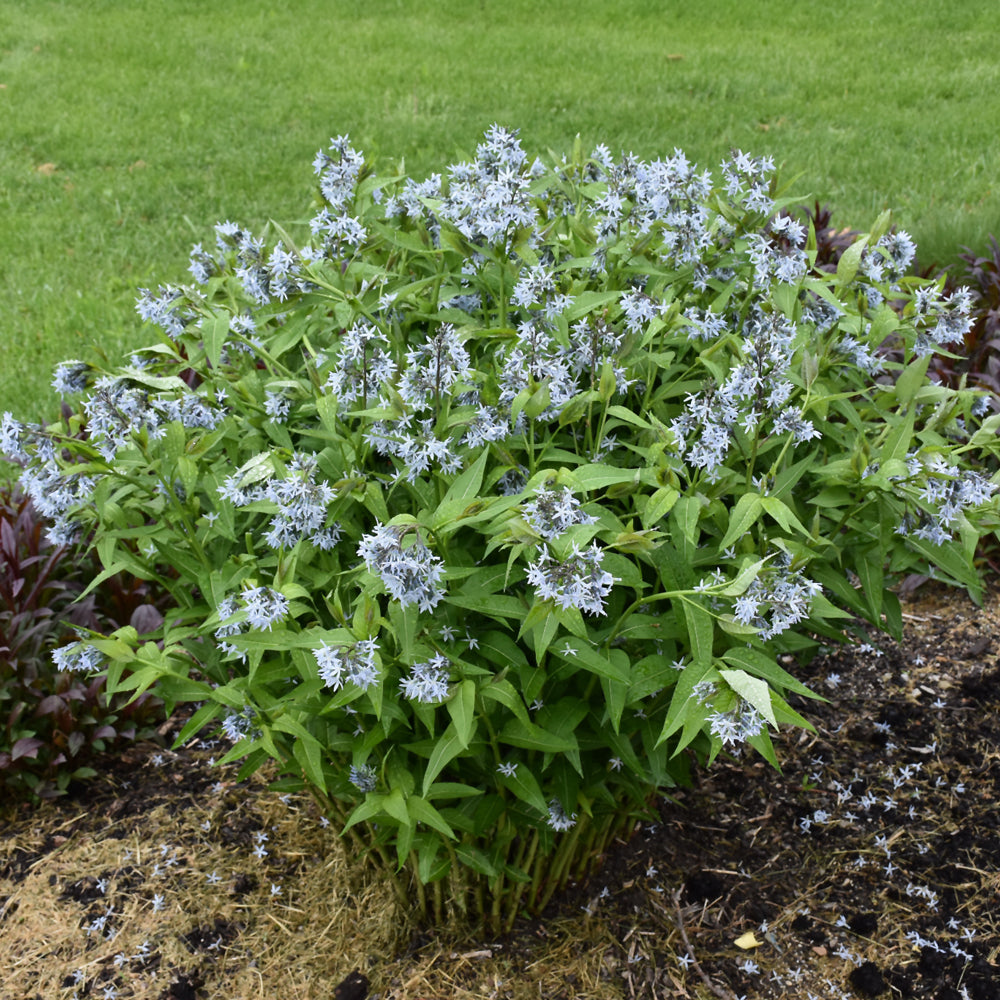 Blue Star Flower