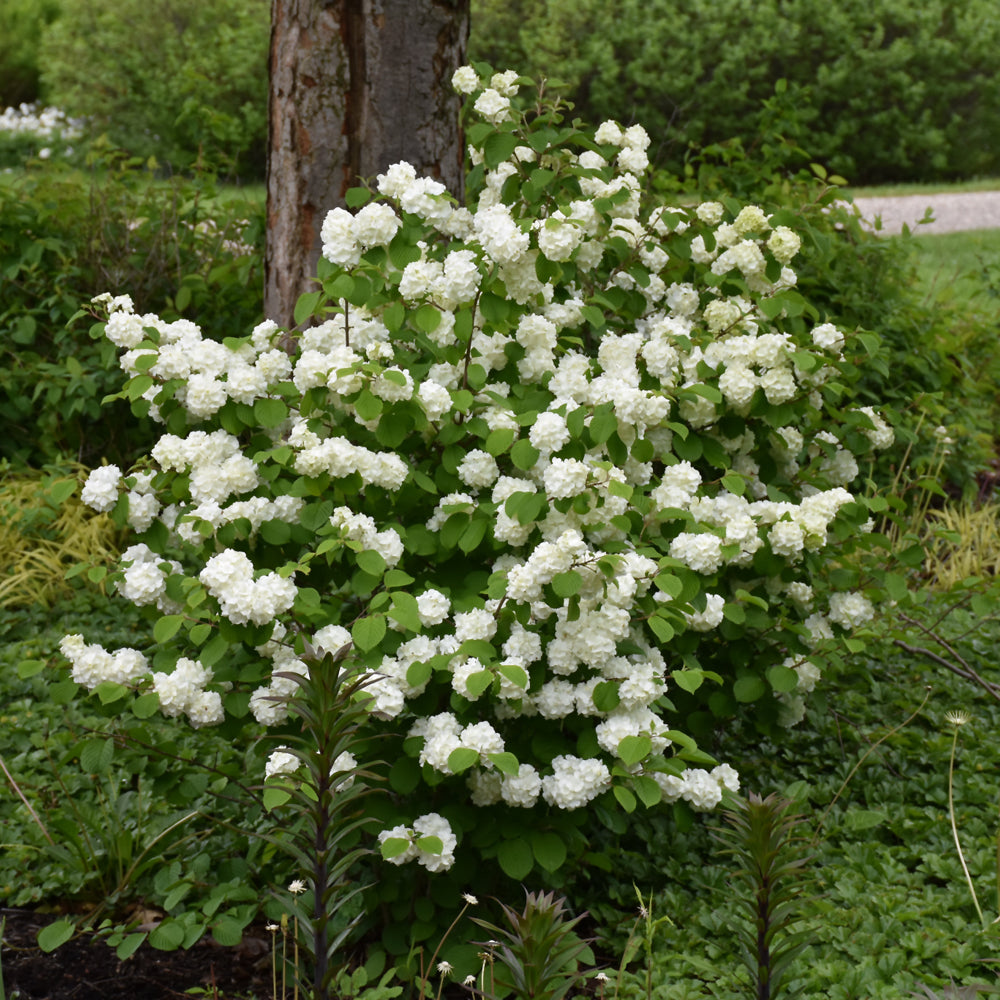 First Editions® Opening Day™ Doublefile Viburnum