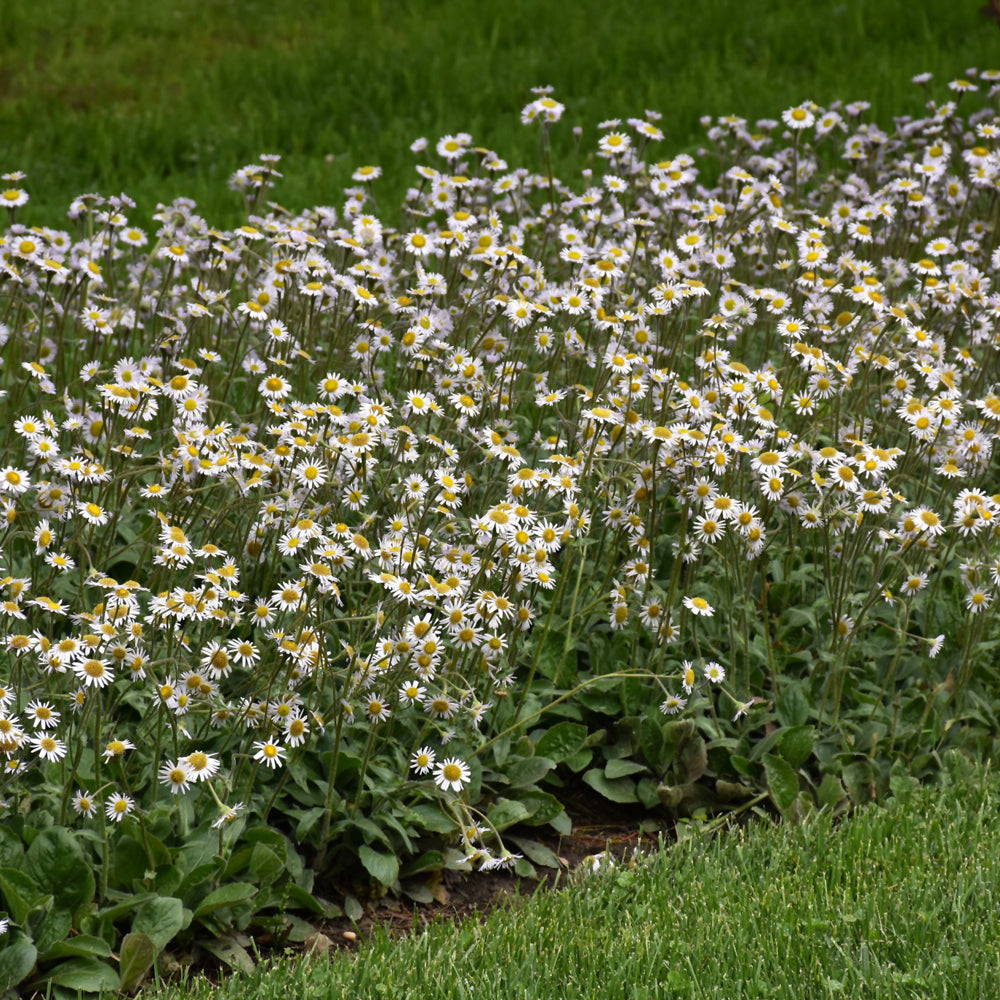 Lynnhaven Carpet Fleabane