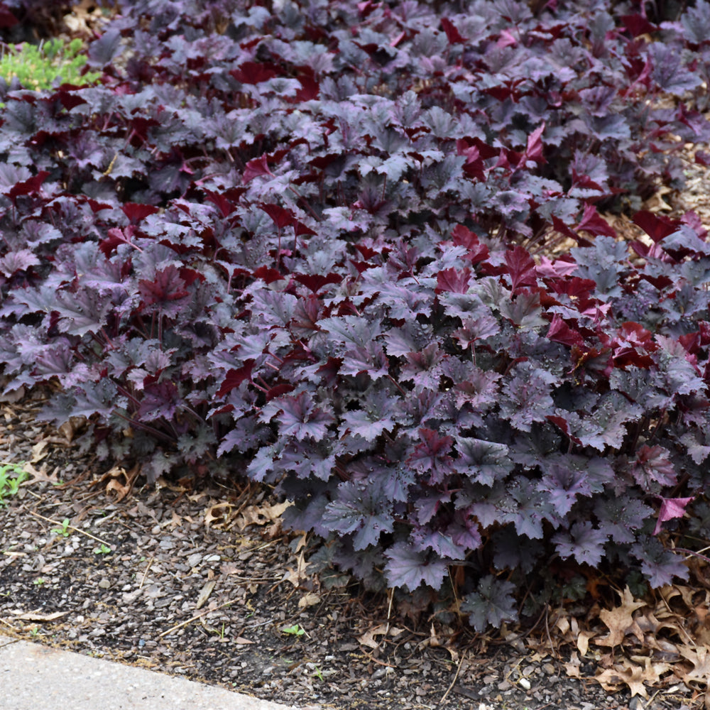 Frosted Violet Coral Bells