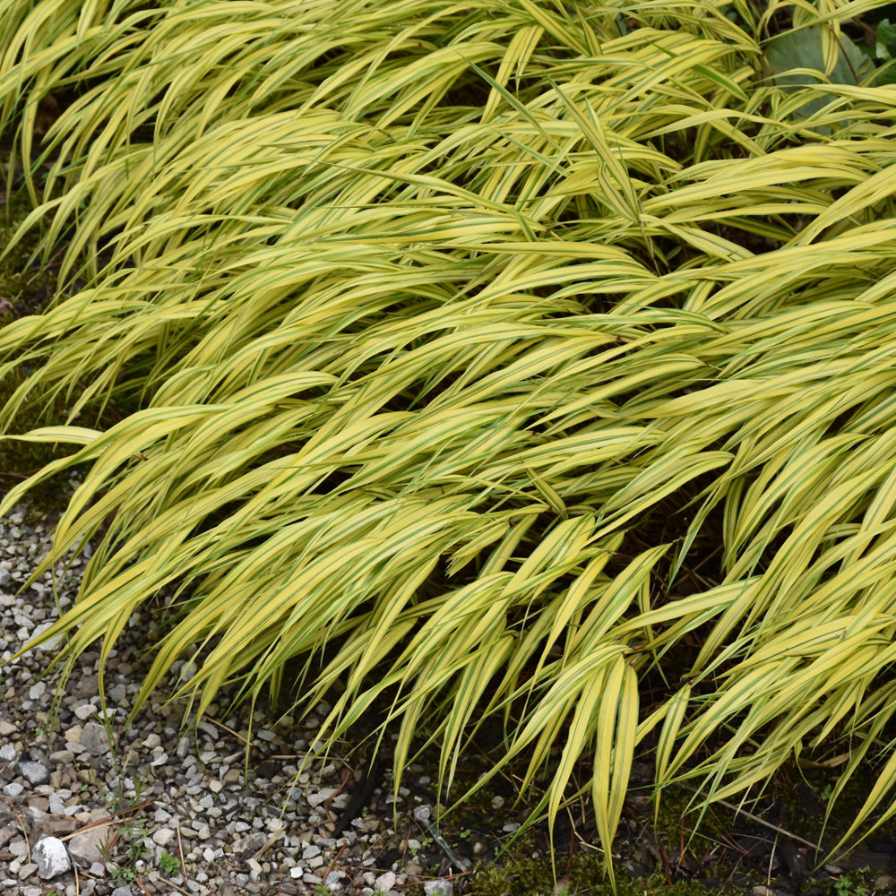 Golden Variegated Hakone Grass